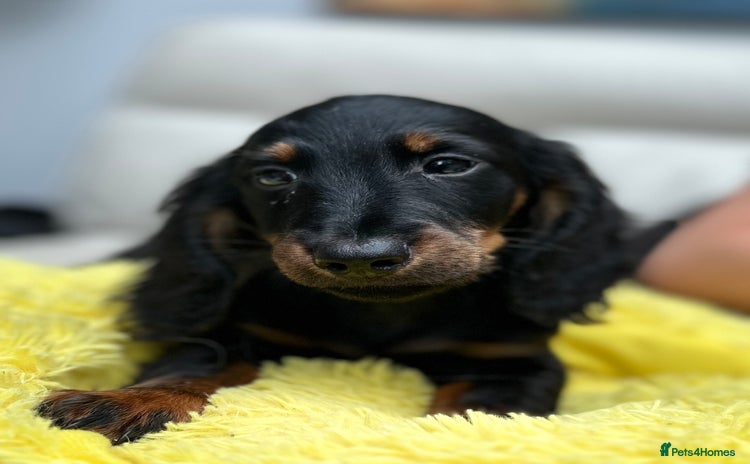 Dachshund dogs - Advert 15