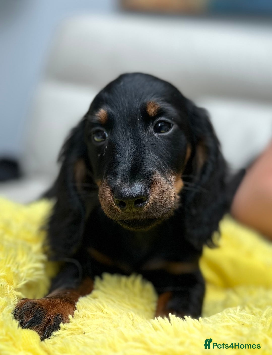 Dachshund dogs for sale: Mini Dachshund Longhaired - Image 3