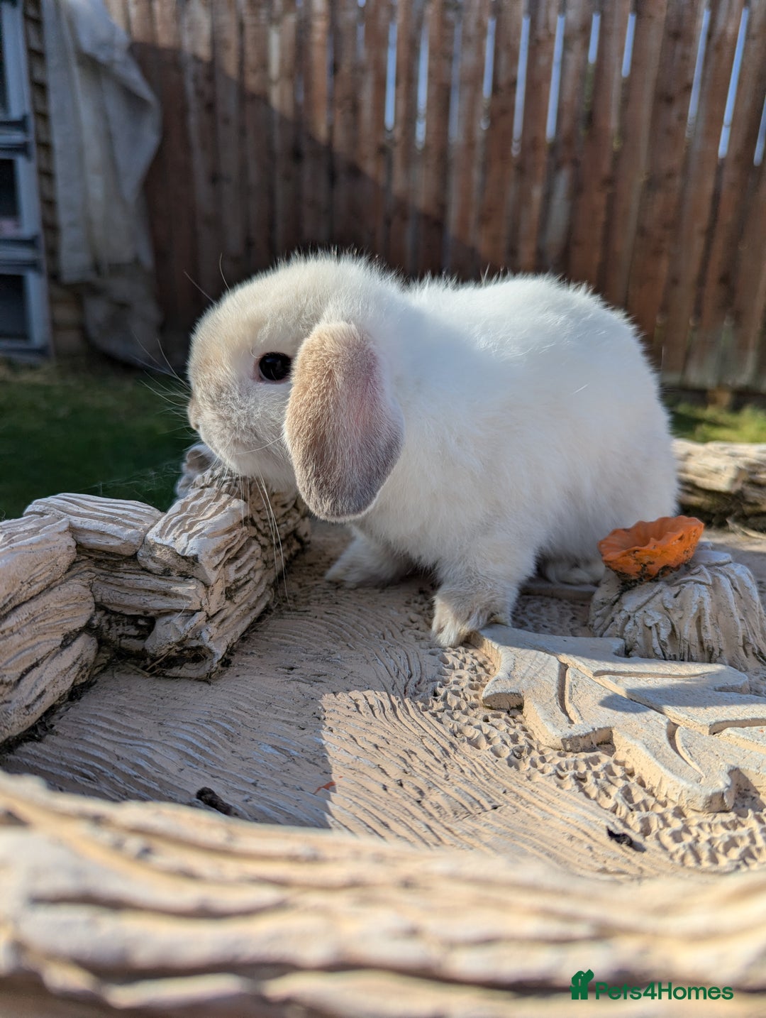 Mini Lop rabbits for sale: Mini lops baby rabbits for sale  - Image 14
