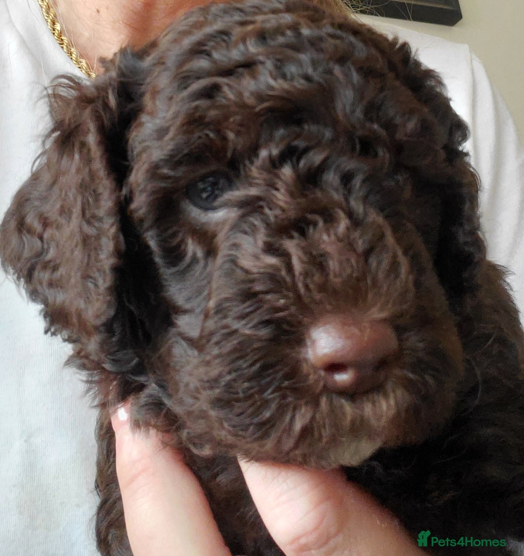 Cockapoo dogs for sale: Two coloured stunning Cockapoos available - Image 10