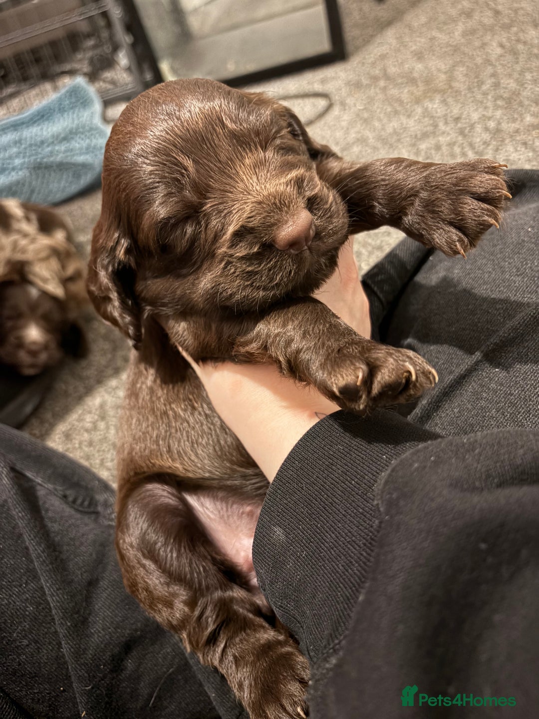 Cocker Spaniel dogs for sale: FEMALE CHOC WORKING COCKER LEFT! - Advert 20