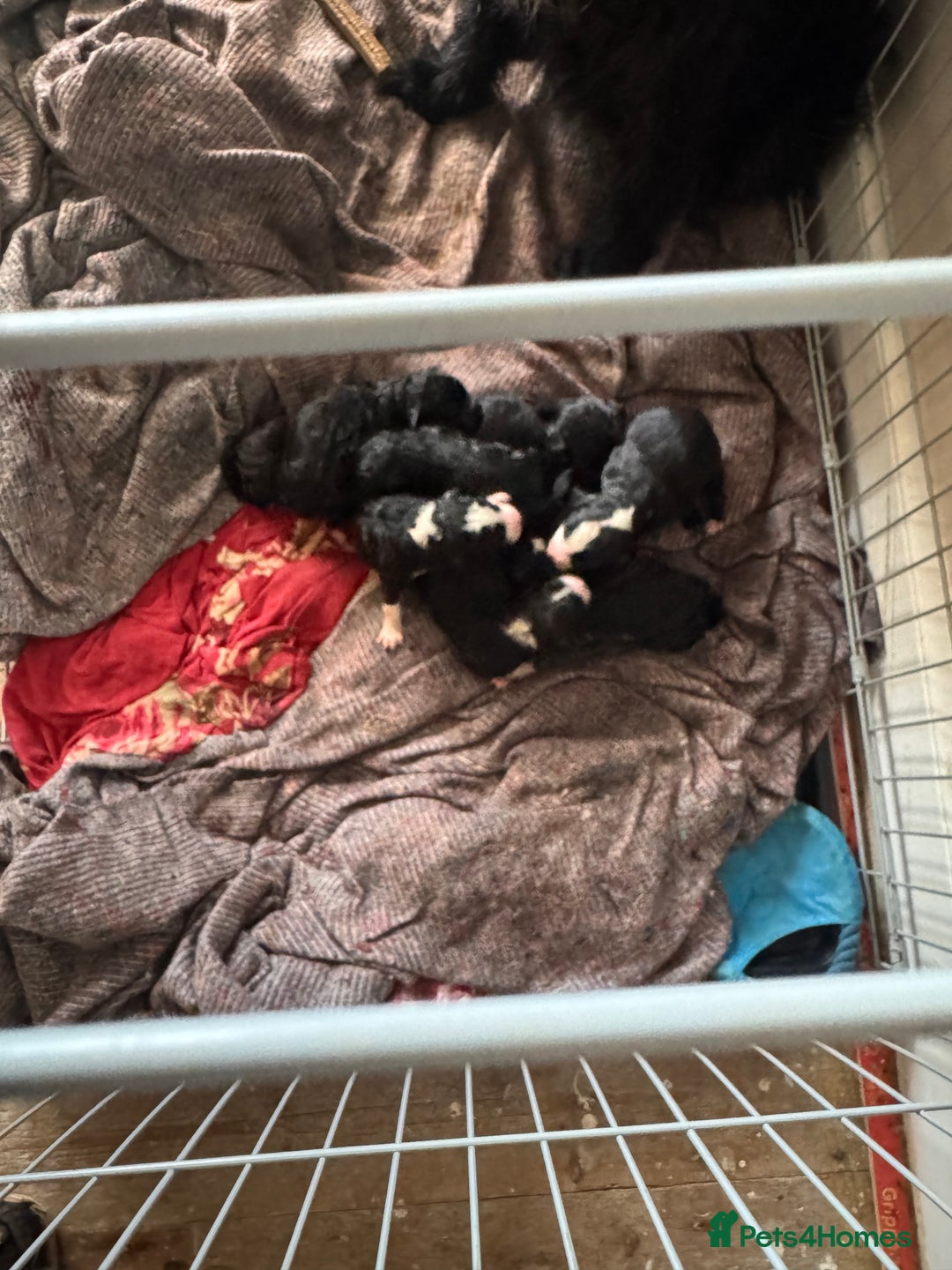 Bordoodle dogs for sale: Borderpoo - Image 4