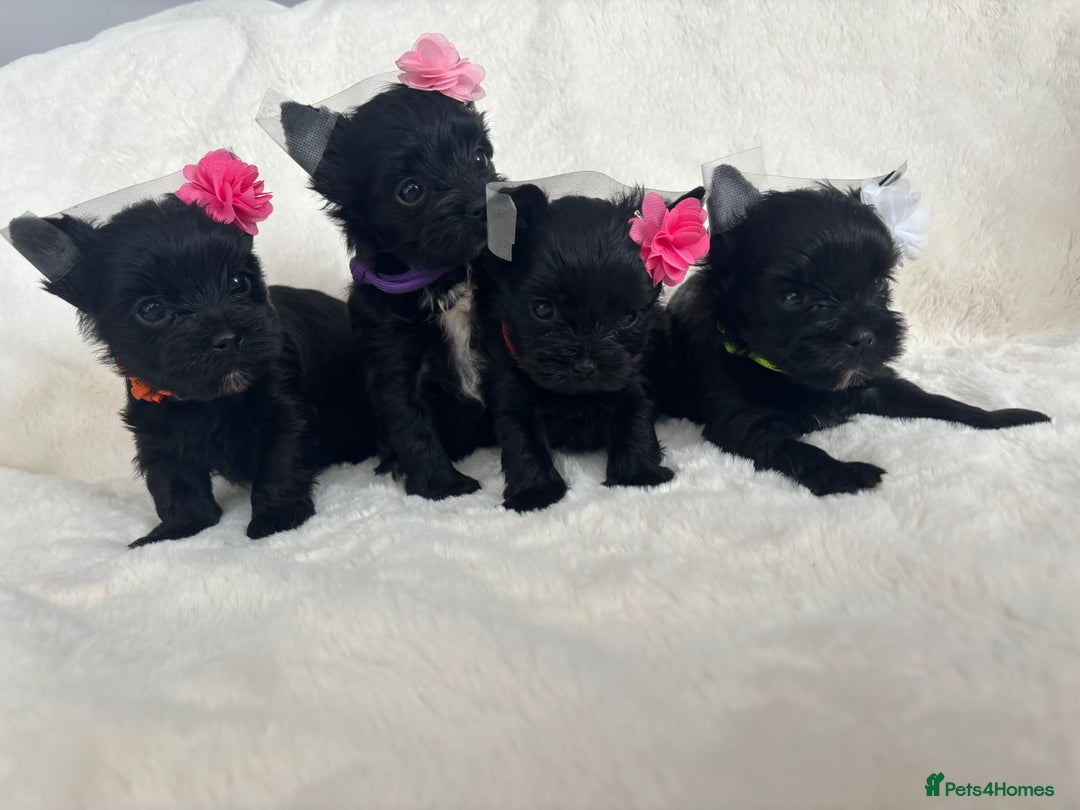 Yorkshire Terrier dogs for sale: Purebreed Yorkshire terrier (480G)8weeks old🥰 - Image 6