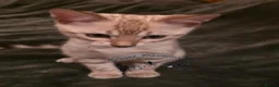 Bengal cats for sale: Snow ❄️ mink male kitten  - Advert 4
