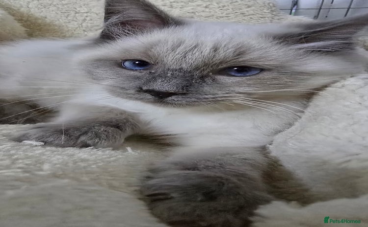 Ragdoll cats 3 ragdoll kittens  - Advert 16