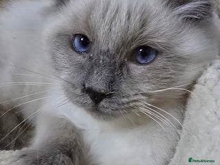 Ragdoll cats 3 ragdoll kittens - Advert 15