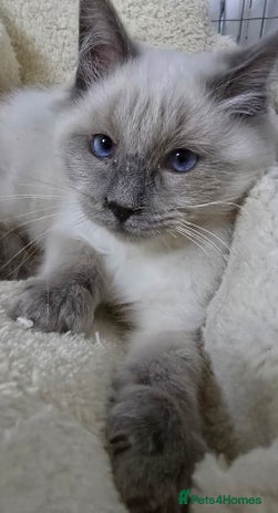 Ragdoll cats 3 ragdoll kittens - Advert 12