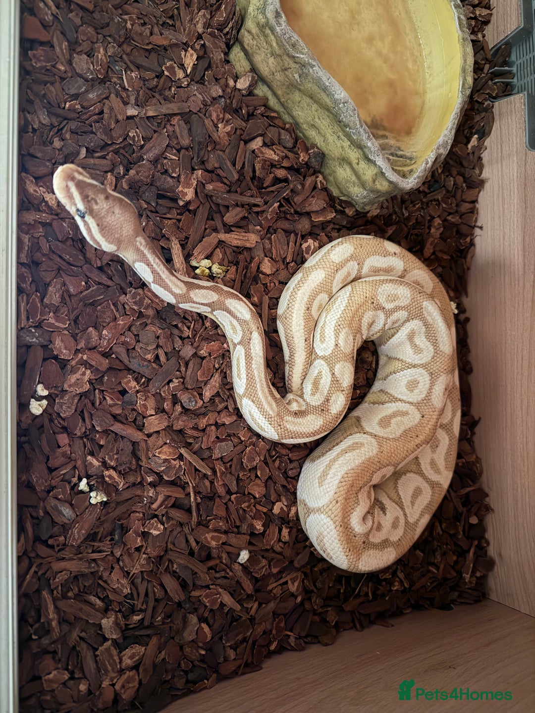 Python Snake reptiles for sale: Male Banana/caramel royal python with full set up  - Image 3
