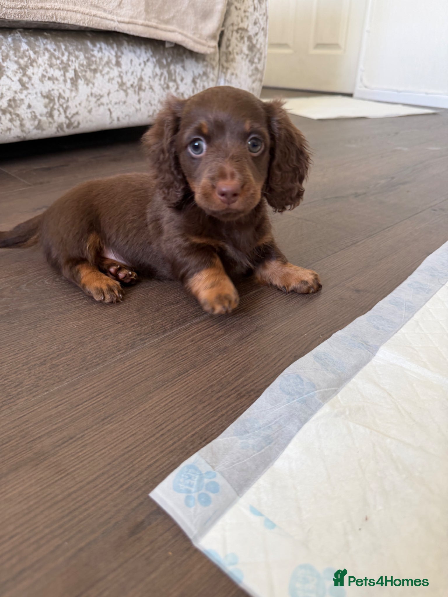 Dachshund dogs Miniature Dachshund Puppies  - Advert 2