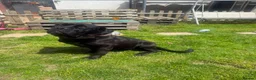 Cane Corso dogs for sale: Female cane corso  - Advert 1