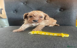 Cavapoo dogs for sale: Adorable toy Cavapoo pups apricot or fox red  - Image 18