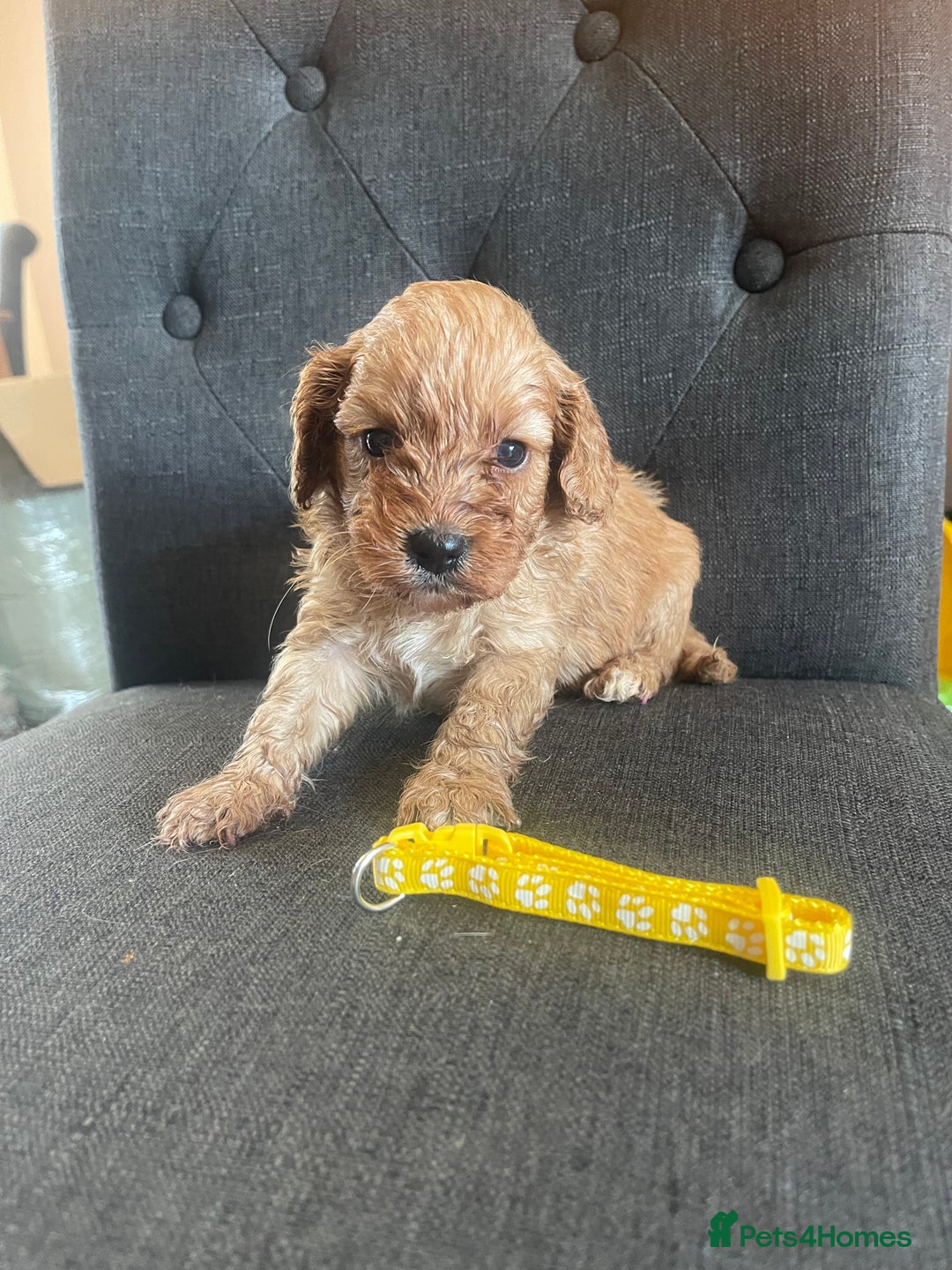 Cavapoo dogs for sale: Adorable toy Cavapoo pups apricot or fox red  - Image 18