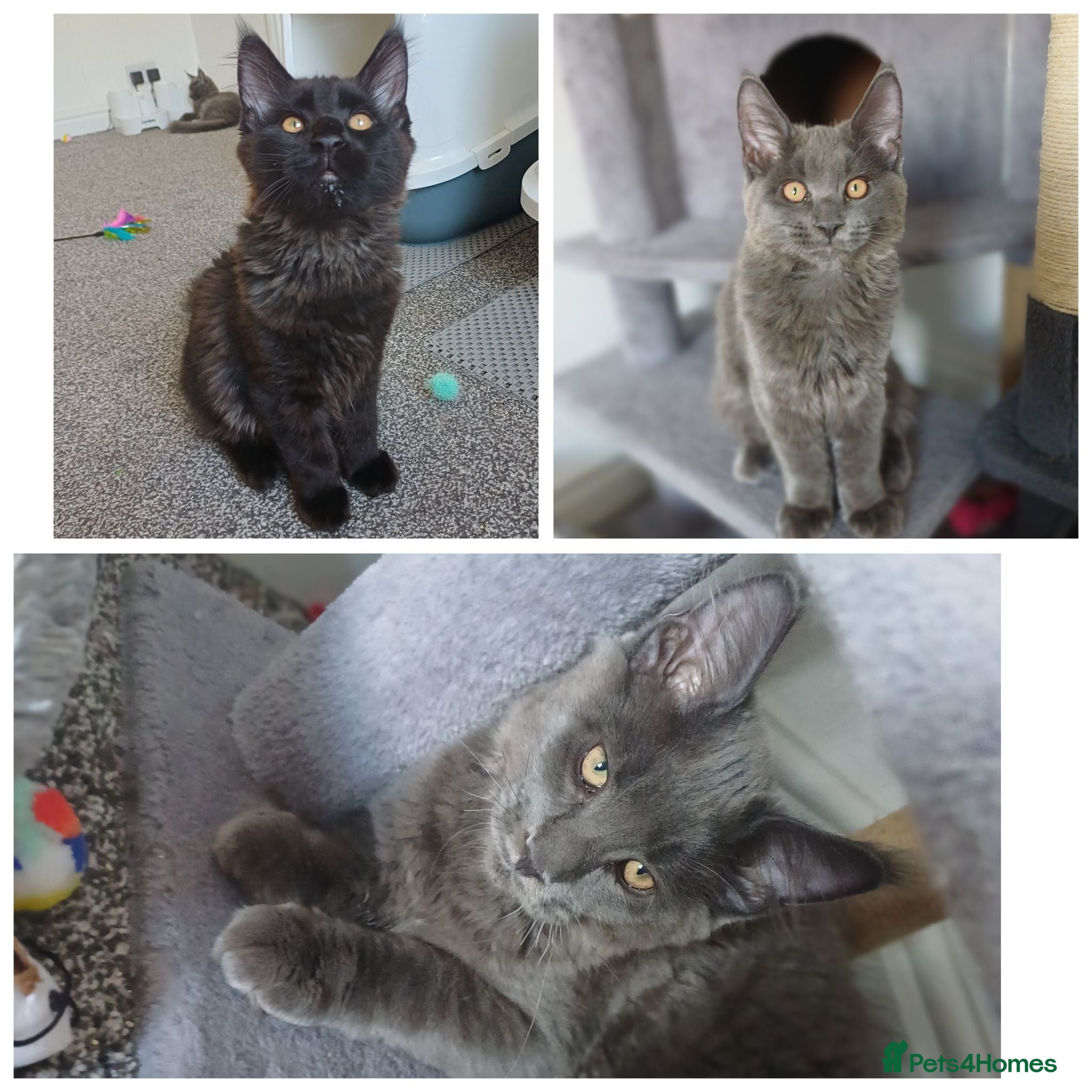 Maine Coon cats Maine coon kittens(pure breed) - Advert 1