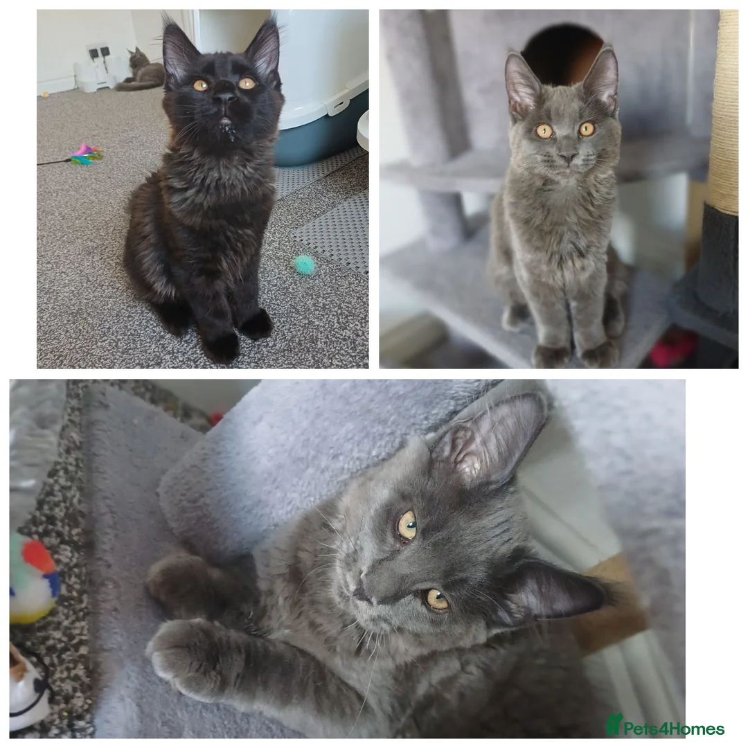 Maine Coon cats for sale: Maine coon kittens(pure breed) - Advert 1
