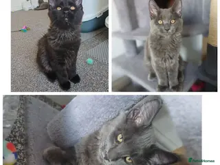 Maine Coon cats Maine coon kittens(pure breed) - Advert 1