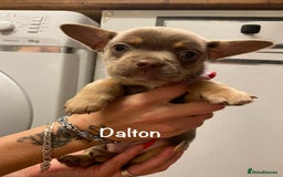 Mixed Breed dogs for sale: Adorable French Bulldog x Chihuahua Male Puppies - Image 9