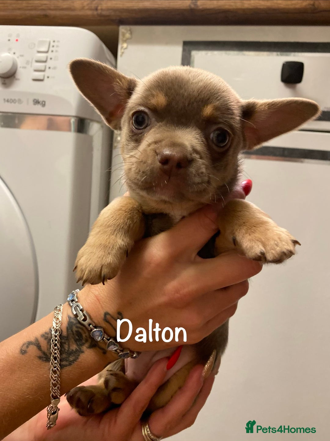 Mixed Breed dogs for sale: Adorable French Bulldog x Chihuahua Male Puppies - Image 9