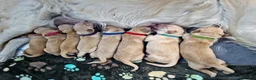 Golden Retriever dogs for sale: Golden retriever puppies due mid Jan  - Advert 9