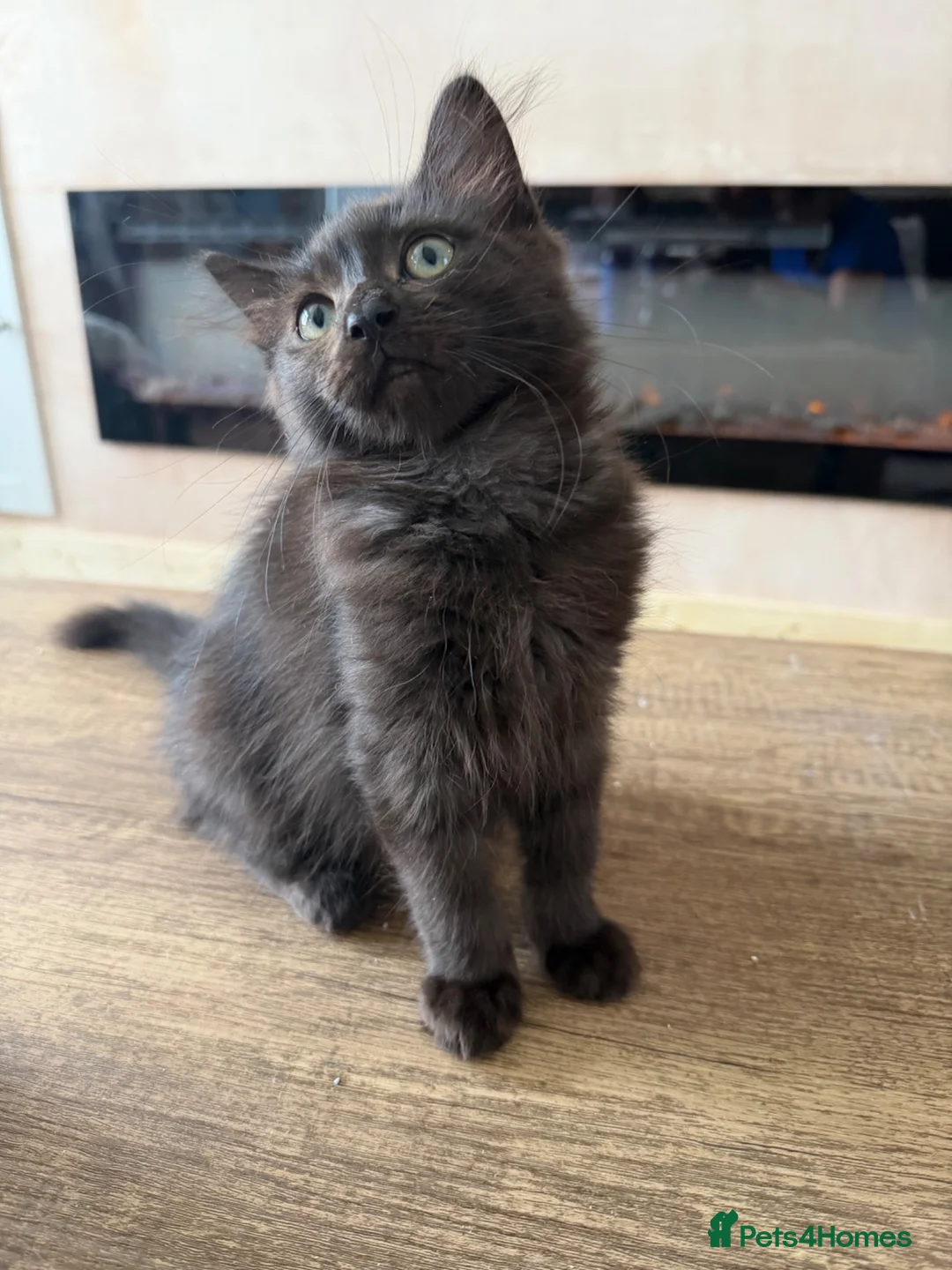 Maine Coon cats for sale: Maincoon cross ragdoll in Newcastle upon Tyne - Advert 7