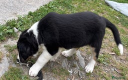 Mixed Breed dogs for sale: Collie x Lurcher Springer - Image 12