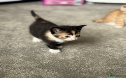 Mixed Breed cats for sale: Part Bengal Ginger Kittens for Sale - READY NOW - Image 6