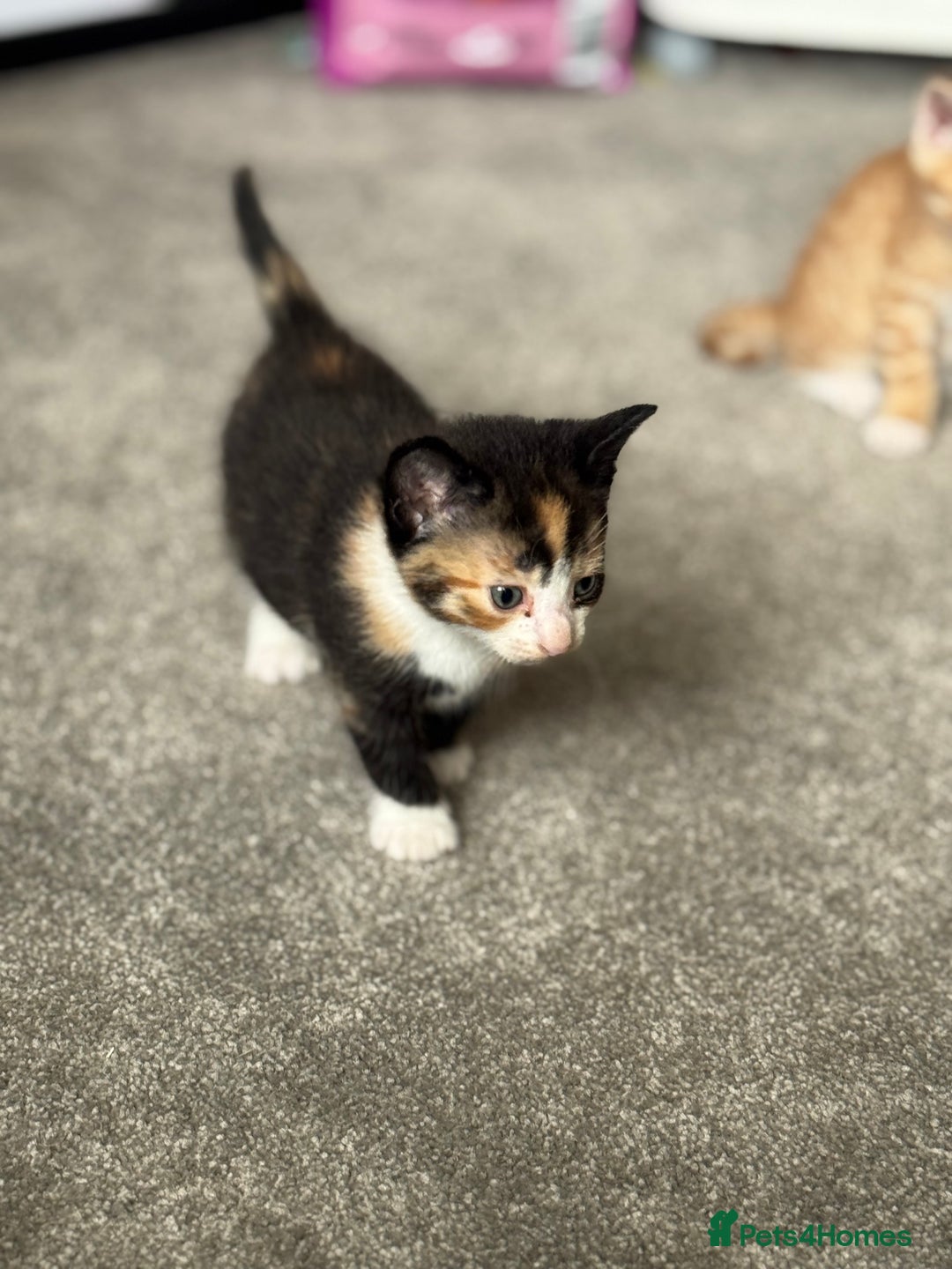 Mixed Breed cats for sale: Part Bengal Ginger Kittens for Sale - READY NOW - Image 6
