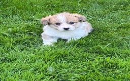 Welsh Corgi Pembroke dogs for sale: Champion Bloodline KC reg puppies - Image 13