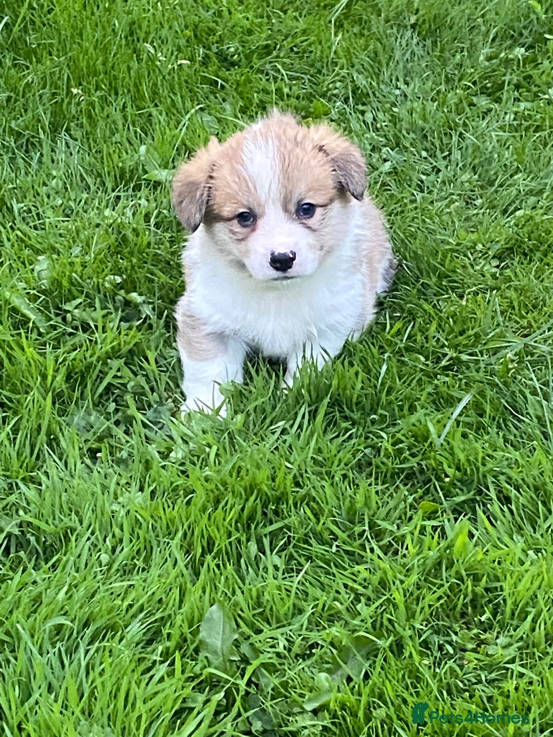 Welsh Corgi Pembroke dogs for sale: Champion Bloodline KC reg puppies - Image 13