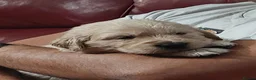 Golden Retriever dogs for sale: Gorgeous Golden Retriever Puppies KC Registered  - Advert 12
