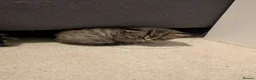 Mixed Breed cats for sale: Beautiful Healthy Kittens Ready for Loving Homes in Swindon - Advert 9