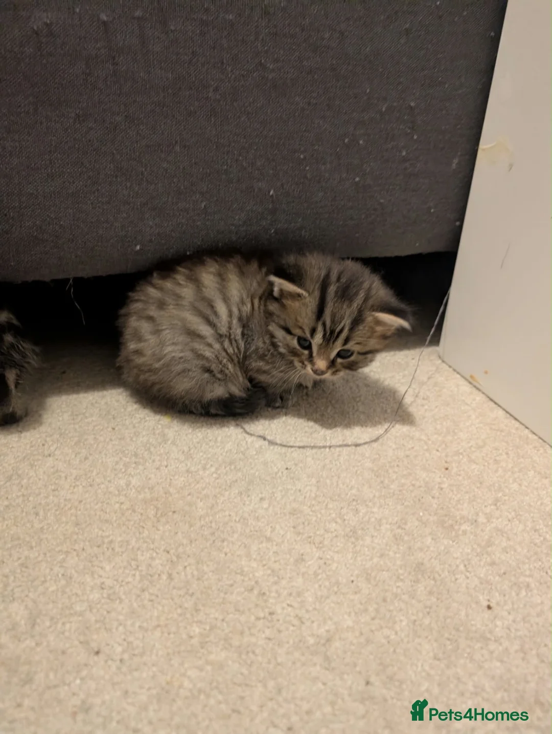 Mixed Breed cats for sale: Beautiful Healthy Kittens Ready for Loving Homes in Swindon - Advert 9