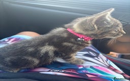 Domestic Shorthair cats for sale: Beautiful kitten  - Image 1