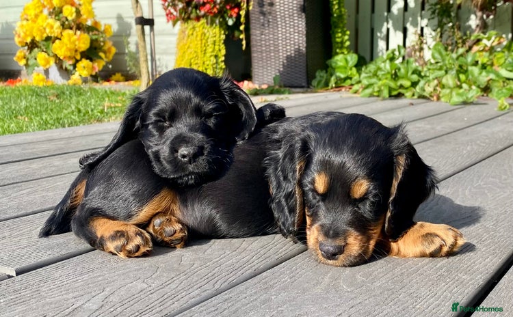 Cocker Spaniel dogs - Advert 4