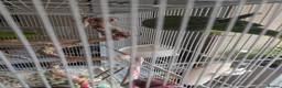 Parakeets birds for sale: Indian ringneck parakeet  in Hartlepool - Advert 3