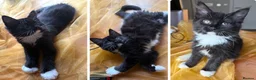 Mixed Breed cats for sale: Maine Coon Mixed Kittens Tabby & Tuxedo Richmond - Advert 33