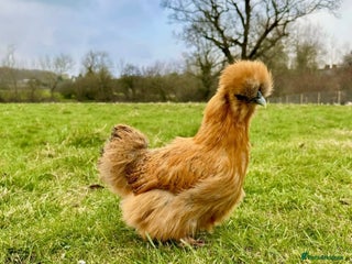 Chickens poultry - Advert 16