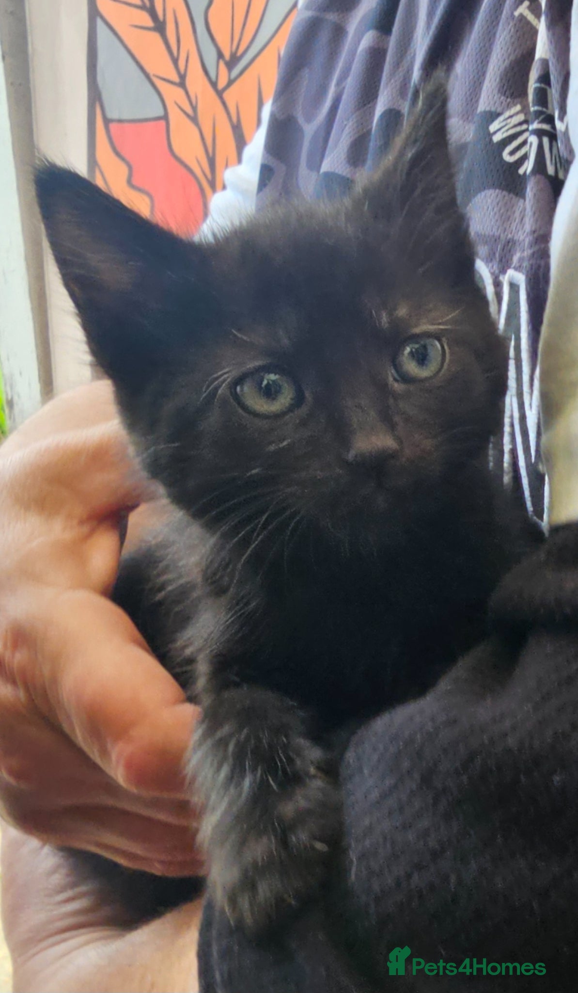 Mixed Breed cats KITTENS FOR SALE READY TO LEAVE NOW - Advert 16