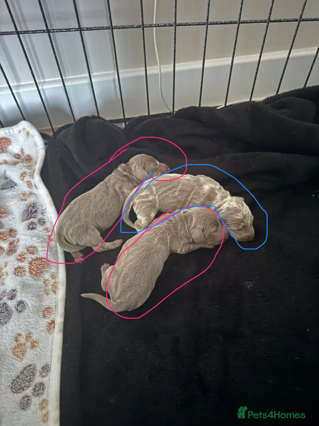 Miniature Dachshund dogs for sale: KC registered miniature daschunds  in Newcastle upon Tyne - Advert 9