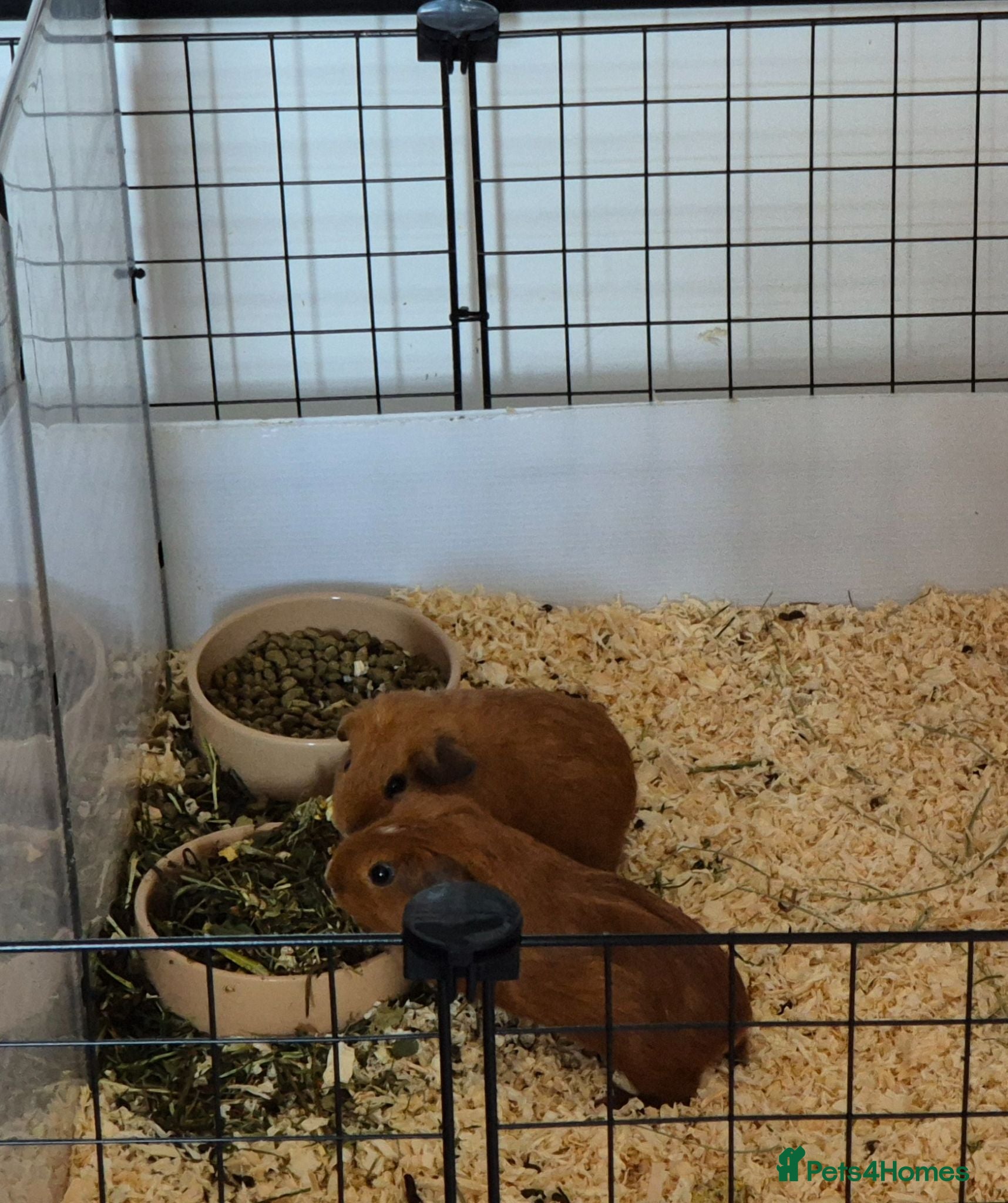 Guinea Pig rodents 2 baby female guinea pigs - Advert 12