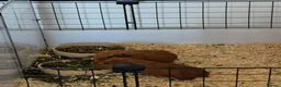 Guinea Pig rodents for sale: 2 baby female guinea pigs - Advert 1