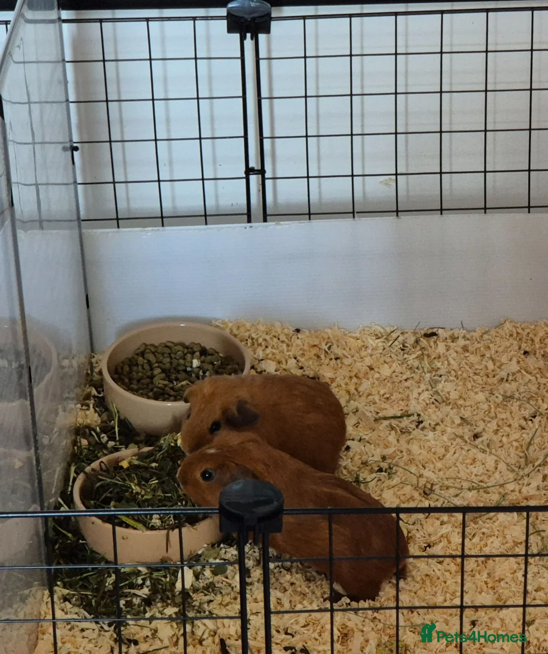 Guinea Pig rodents for sale: 2 baby female guinea pigs - Advert 1