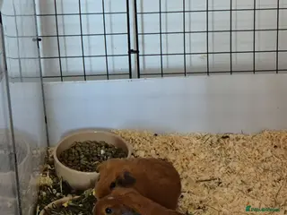 Guinea Pig rodents 2 baby female guinea pigs - Advert 6