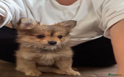 Pomeranian dogs for sale:  Adorable Pomeranian puppies  - Image 14