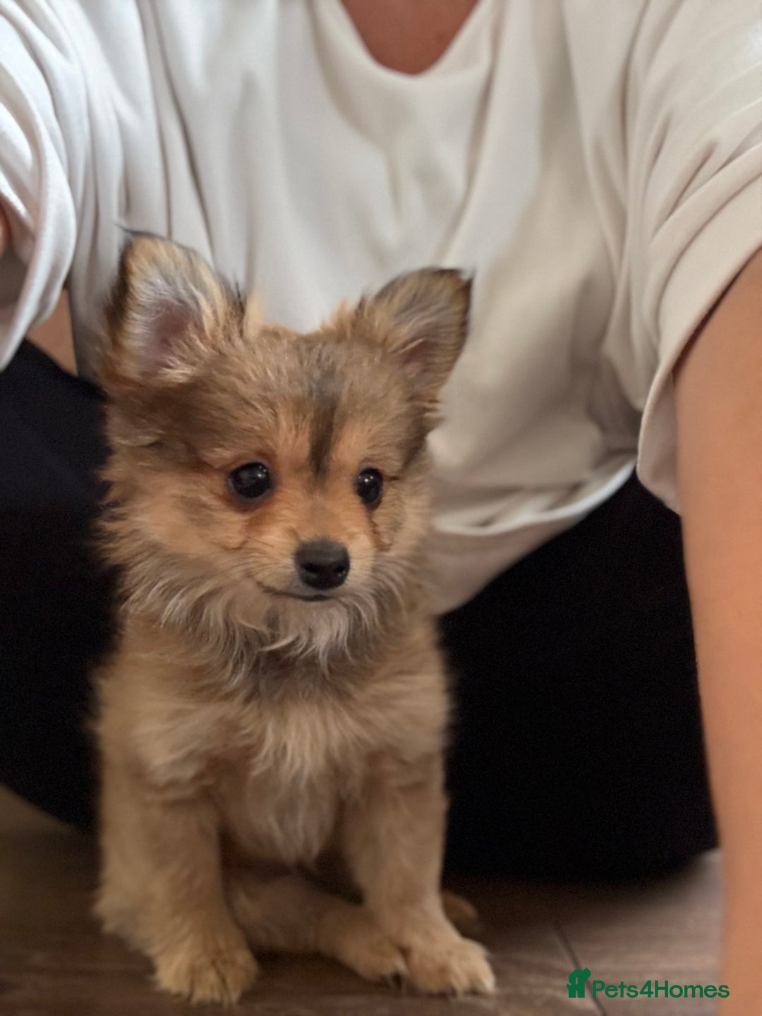 Pomeranian dogs for sale:  Adorable Pomeranian puppies  - Image 14