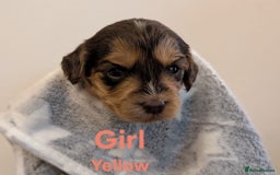 Cockapoo dogs for sale: Beautiful Cockapoo puppies 🐶 😍  - Image 25