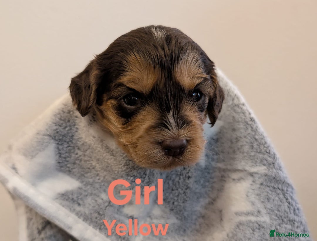 Cockapoo dogs for sale: Beautiful Cockapoo puppies 🐶 😍  - Image 25