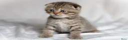 Scottish Fold cats for sale: Gucci – Female Scottish Fold Kitten 🩷 - Advert 9