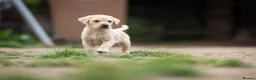 Labrador Retriever dogs for sale: KC registered Working Line Yellow Labrador Puppies in King's Lynn - Advert 14