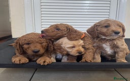 Cockapoo dogs for sale: Beautiful Fully health checked ready 22/09/2025 - Image 1