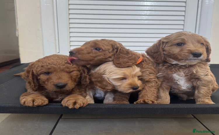 Cockapoo dogs - Advert 2